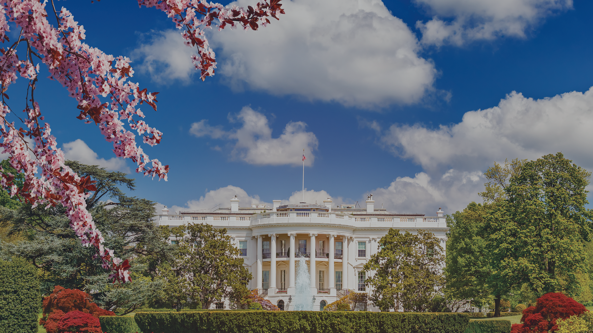 White house with cherry blossoms